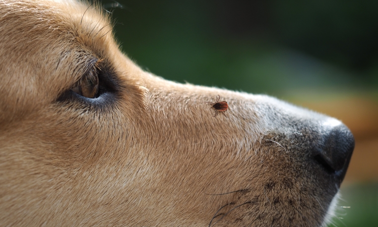 Le zecche: conoscerle è fondamentale per proteggere al meglio i nostri cani e gatti (e noi stessi)